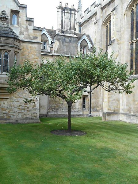 File:Sapling of newton apple tree.jpg